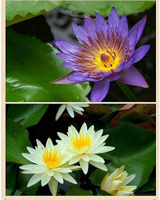 Qualtivate RES-4A Aquatic Lotus Flower Seeds Seed(25 per packet)