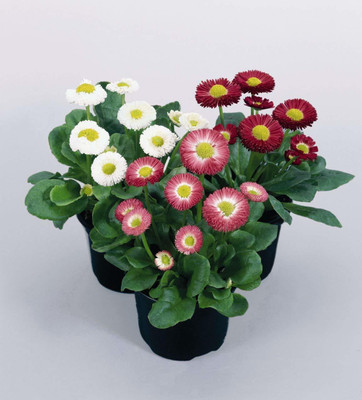 CYBEXIS LX-81 - Daisy Flower - (180 Seeds) Seed(180 per packet)