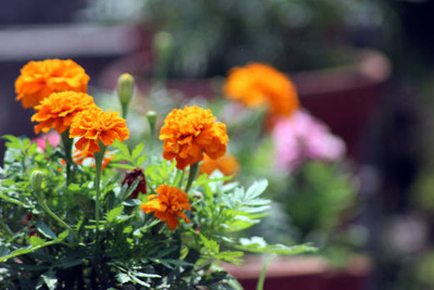 Aro marigold,gende ka phool seeds Seed(22 per packet)