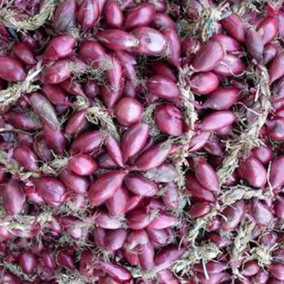 KNESSiN Red Onion Allium Cepa Seed(200 per packet)