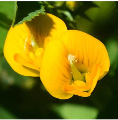 usdeepar retail Aparajita Seed (32 per packet) Seed(32 per packet)