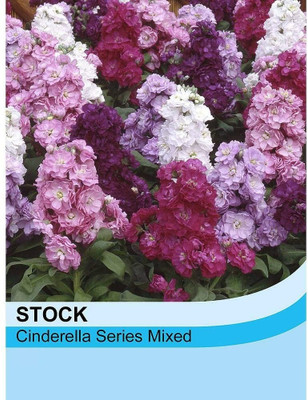 LPR STOCK Seed(20 per packet)