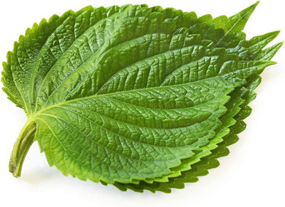 CYBEXIS VXI-53 - Korean Perilla - (2250 Seeds) Seed(2250 per packet)