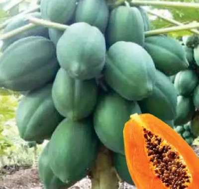 wequality pepe seeds/papaya seeds for plant at home Seed(500 per packet)