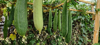 Quentova Luffa Gourd, Sponge Gourd-CTU-3H Seed(75 per packet)