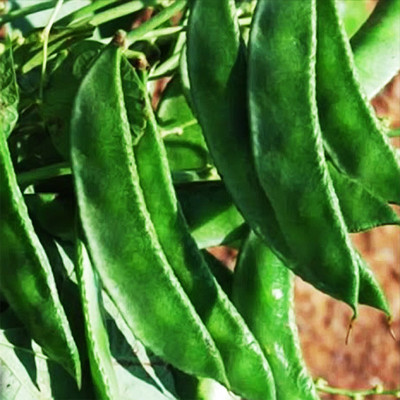 EcoFusion diamod seem/dolichos bean Seed(108 per packet)