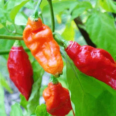 CYBEXIS Organic Bhoot Jholakia Ghost Chilli1200 Seeds Seed(1200 per packet)