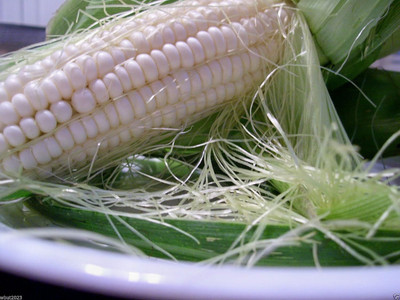 Qualtivate HYB-4A Sweet Corn White Seeds Seed(400 per packet)