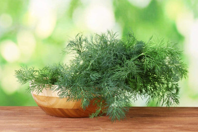 VibeX ATS-84 - Dill Fernleaf - (750 Seeds) Seed(750 per packet)