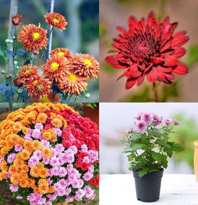 ibains Chrysanthemum flower seeds red beez 23 Seed(23 per packet)
