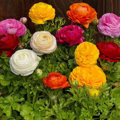 Epazo Ranunculus Flower Bulb Seed(2 per packet)