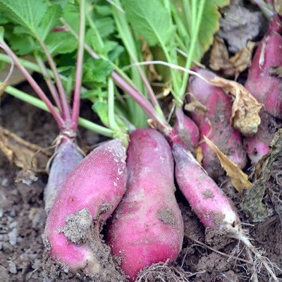 Qualtivate GBPT-4A French Breakfast Radish Seeds Seed(300 per packet)