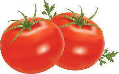 XOLDAA hybrid f1 quality tomato seeds Seed(20 per packet)