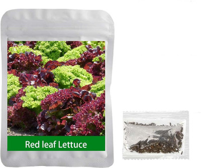 Quentova Red Green Leaf Lettuce 0.5gm-AHS-8A Seed(400 per packet)