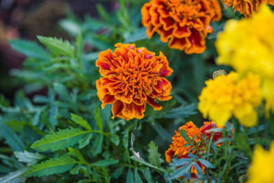 AmbeStore marigold,gende ka phool seeds Seed(20 per packet)