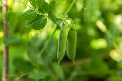AFARTIOBINA 73 Pc Beans Seeds Seed(73 per packet)