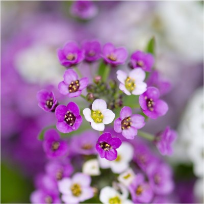 Biosnyg IAIR-90 Royal Carpet Alyssum (Lobularia maritima)-[200 Seeds] Seed(200 per packet)