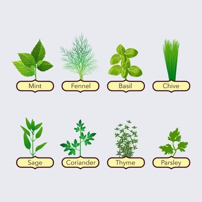 VibeX Herbs Starter Kit Seed(30 per packet)