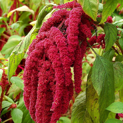 KANAYA Amaranthus Burgundy Red/ Dark Green Flower Seed(80 per packet)
