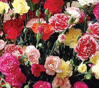 CYBEXIS Dianthus Giant Chabaud Mix - Carnation Seed(50 per packet)