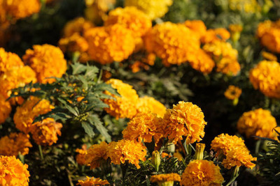 Farmer tech marigold/gende ka phool flower seeds Seed(75 per packet)