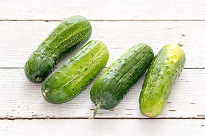 CYBEXIS XLR-6 - Boston Pickling Cucumber - (1350 Seeds) Seed(1350 per packet)