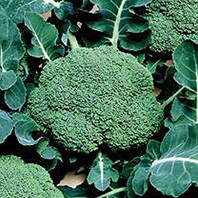 VibeX ® VLR-418 Belstar F1 Hybrid Broccoli Seeds Seed(200 per packet)