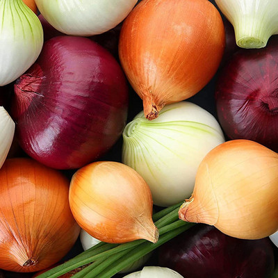 WILLVINE XLR-1162 Onion Rainbow Mix Neutral Seed(1000 per packet)