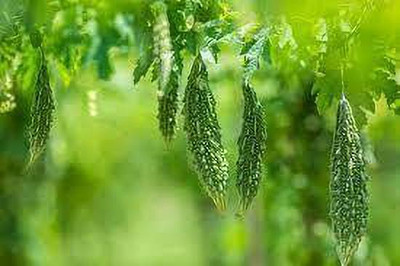 Seedsqlty Desi karela seeds Seed(11 per packet)