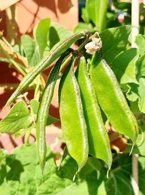 DEYS AGRO ™ dolichos beans seeds,sem fali seeds f1 hybrid Seed(20 per packet)