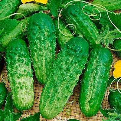 Qualtivate GXL-6AT Cucumber Indoors F1 Vine Self-pollinated Seed(300 per packet)