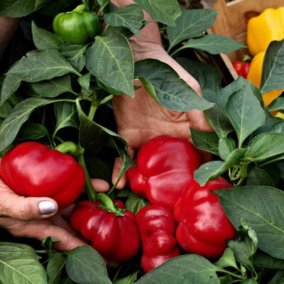 KNESSiN Big Red Capsicum Seed(500 per packet)