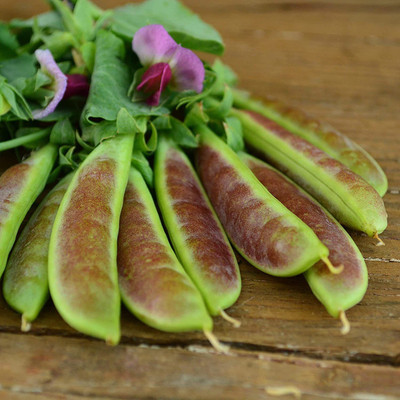 VibeX XL-12 - Spring Blush Sugar Snap Pea - (100 Seeds) Seed(100 per packet)