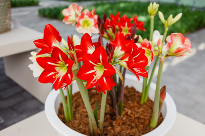 zabbus Amaryllis Lily Flower Bulbs for Home Garden Seed(8 per packet)