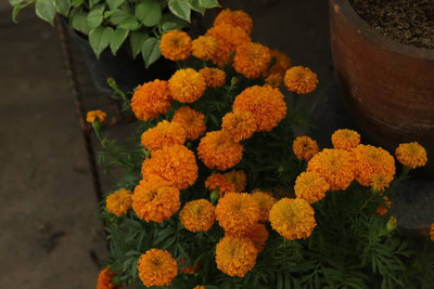 Kofy marigold/gende ka phool flower seeds Seed(75 per packet)