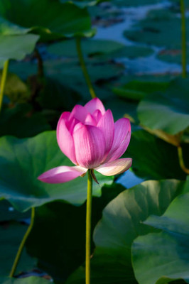 NATURE YARD lotus,kamal gatta Seed(11 per packet)