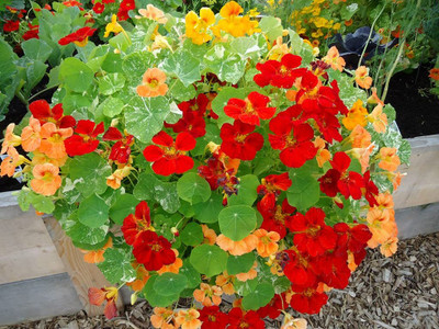 Aywal Nasturtium Mix Color Flower Seed(5 per packet)
