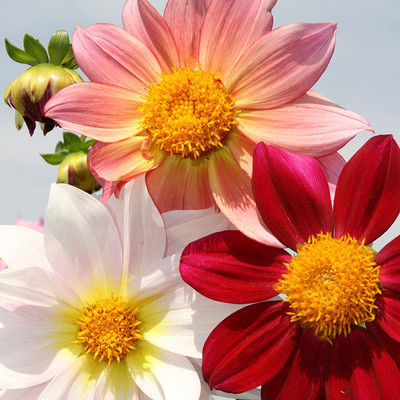 Qualtivate XLL-508 Dahlia Top Star Mix Flower seeds Seed(50 per packet)