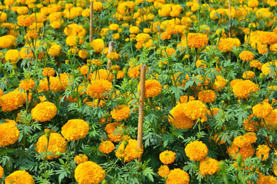 Kapebonavista marigold/gende ka phool flower seeds Seed(75 per packet)