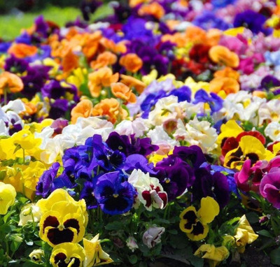 Quentova Pansy Mixed Color-SWAT-3F Seed(75 per packet)