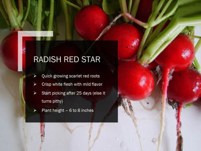 CYBEXIS RADISH RED STAR SEEDS(1000 Seeds) Seed(1000 per packet)