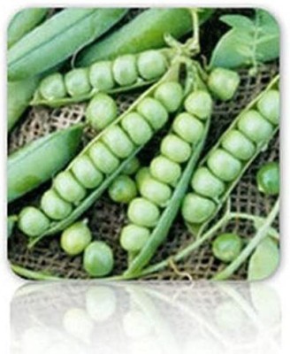 VibeX ® LXI-270 Garden Pea Seeds 'Wando' Seed(50 per packet)