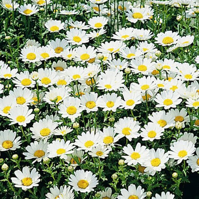 Aywal Chrysanthemum Exotic Flower Seed(20 per packet)