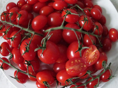 KNESSiN Tomato Piccolo Seed(1250 per packet)