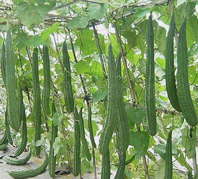 Aro Ridge Gourd, Turai, Luffa Seed(85 per packet)