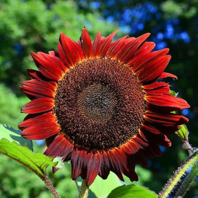 KANAYA Sunflower Flower Seed(100 per packet)