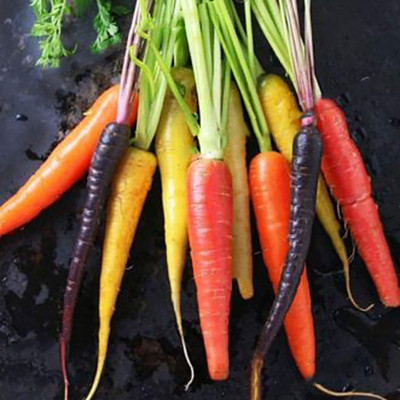 CYBEXIS Fast Germination Rainbow Carrot Seed2000 Seeds Seed(2000 per packet)