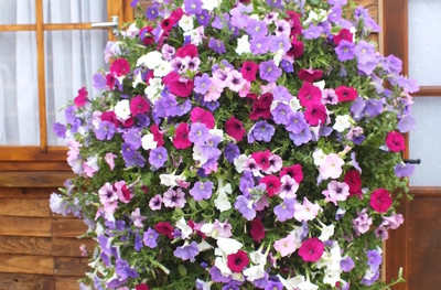 WHADE Petunia-surfinia-mix Seed(70 per packet)