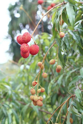 MAA LITCHI,LICHEE,LYCHEE Seed(10 per packet)