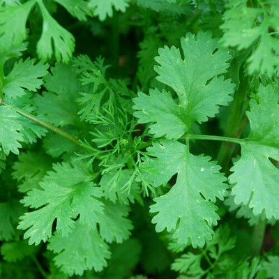 ZIXA Coriander organic Seed(200 per packet)
